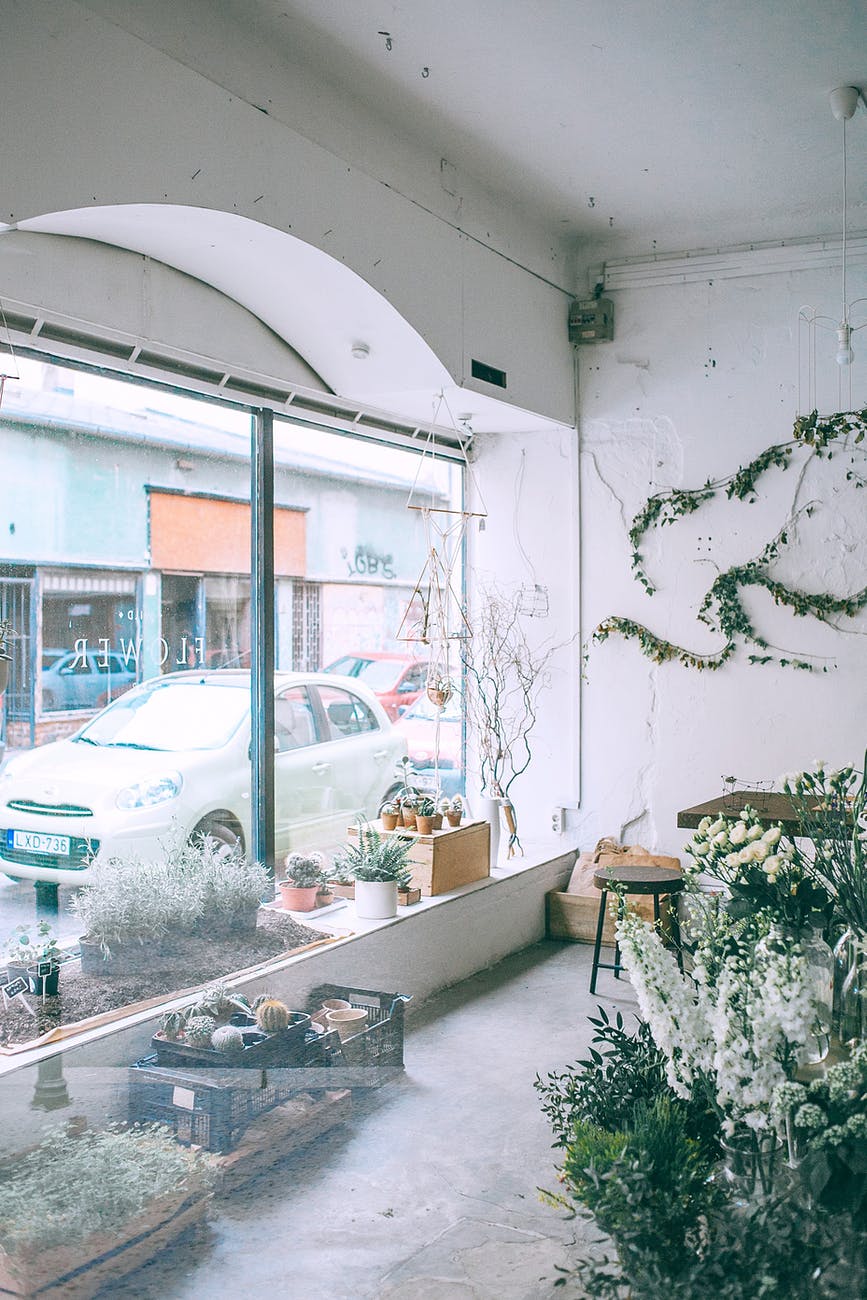 collection of potted plants in local shop